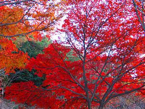 東山公園の紅葉風景