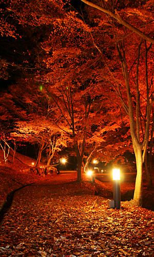 東山公園の紅葉ライトアップ夜景