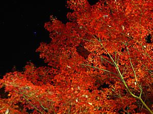 東山公園の紅葉ライトアップ夜景