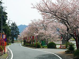 東山公園の桜並木