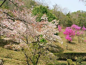 東山公園の桜とミツバツツジ