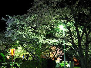 東山公園の桜のライトアップ夜景