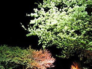東山公園の桜のライトアップ夜景
