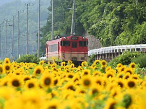 JR姫新線と南光ひまわり畑・ひまわりの花