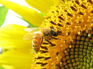 ひまわりの花と蜜蜂