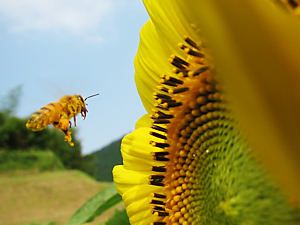 ひまわりの花と蜜蜂