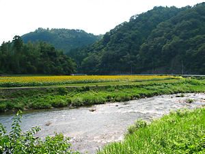 南光ひまわり畑と日本名水百選の清流・千種川