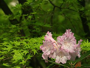 モミジの新緑と石楠花(シャクナゲ)の花