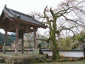 光福寺の鐘楼と大糸桜（シダレ桜）