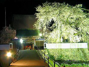 光福寺の大イトザクラ（シダレ桜）のライトアップ夜景