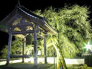 光福寺の大イトザクラ（シダレ桜）のライトアップ夜景