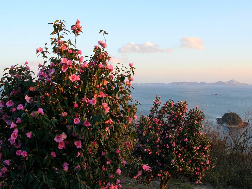 相生つばき園 万葉の岬 と椿 ツバキ の花 壁紙写真集 無料写真素材