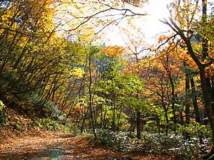 音水渓谷の林道と紅葉