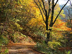 音水渓谷の林道と紅葉