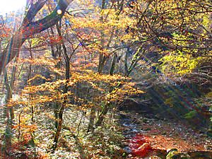 音水渓谷の紅葉