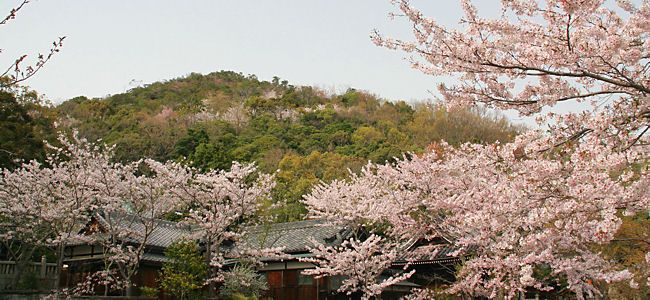 大避神社の桜と宝珠山