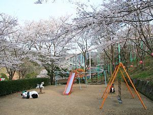 笹ヶ丘公園の桜とアスレチック遊具