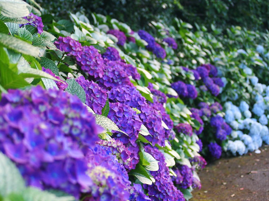 紫陽花 アジサイ の花 壁紙写真集 無料写真素材