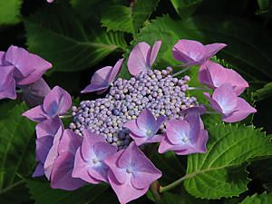 紫陽花（アジサイ）の花