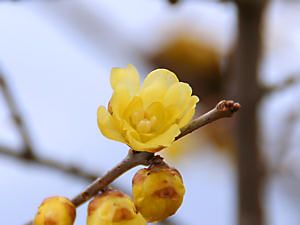 蝋梅（ロウバイ）の花