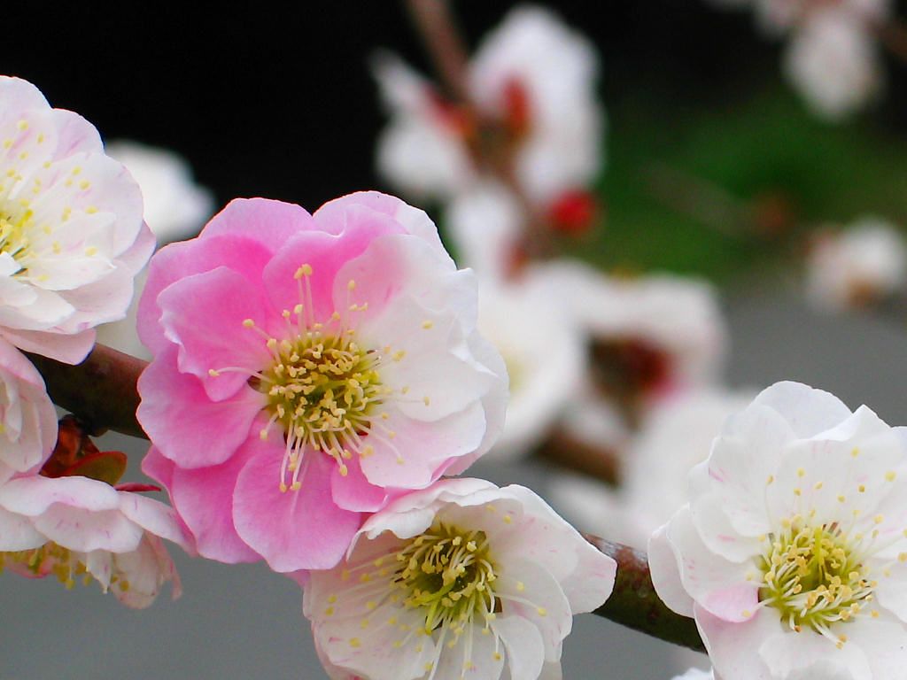 梅の花 壁紙写真集 無料写真素材