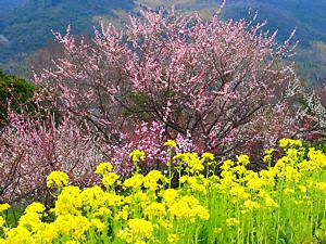 世界の梅公園の梅林と菜の花