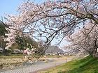 鈴の宮公園と千種川水系鞍居川沿いの桜並木・桜のトンネル