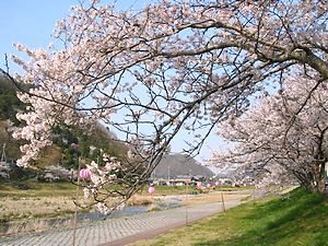 千種川水系鞍居川沿いの桜並木