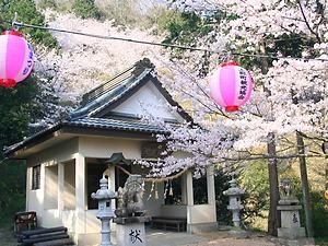 須賀神社(鈴の宮)の桜