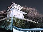 龍野城の桜/城と桜の壁紙写真