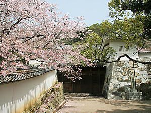 龍野城・大手門の桜