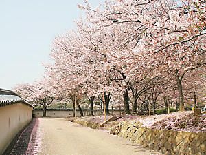 龍野城・大手門から本丸後への登城道の桜並木