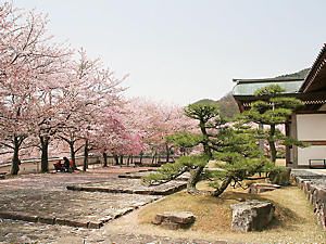 龍野城本丸御殿と桜