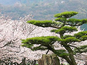 龍野城の松と桜