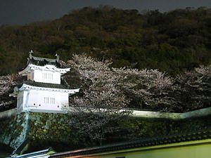 龍野城の夜桜ライトアップ夜景