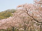 龍野公園の桜とお花見・鶏籠山の西播丘陵県立自然公園
