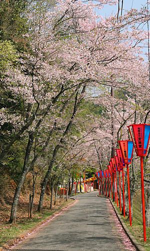 龍野公園の桜並木
