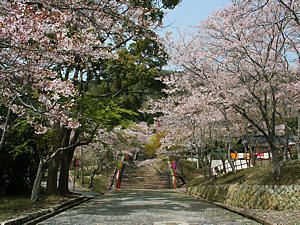 龍野公園・龍野神社の参道と桜並木