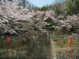 龍野公園・龍野神社の参道と桜並木
