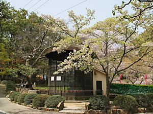 龍野公園動物園と桜