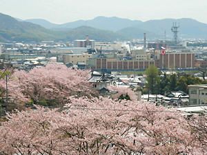 桜の花に埋もれる龍野城とたつの市の風景