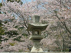 龍野公園・龍野神社の燈籠と桜並木