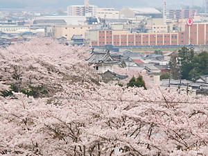 桜の花に埋もれる龍野城とたつの市の風景