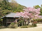 聚遠亭としだれ桜/日本庭園と桜の壁紙写真