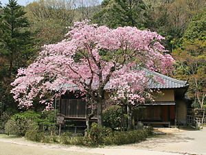 浮堂の茶室「聚遠亭（しゅうえんてい）」と桜
