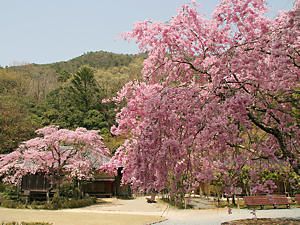 聚遠亭の日本庭園としだれ桜