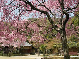 聚遠亭の日本庭園としだれ桜