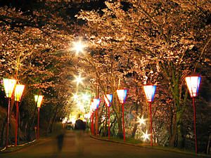 龍野公園の夜桜・桜のライトアップ夜景