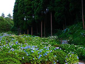 播州山崎花菖蒲園のあじさい園