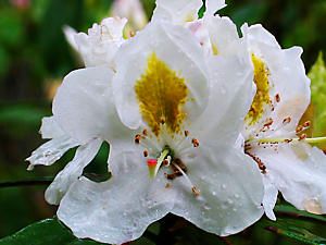 石楠花（シャクナゲ）の花